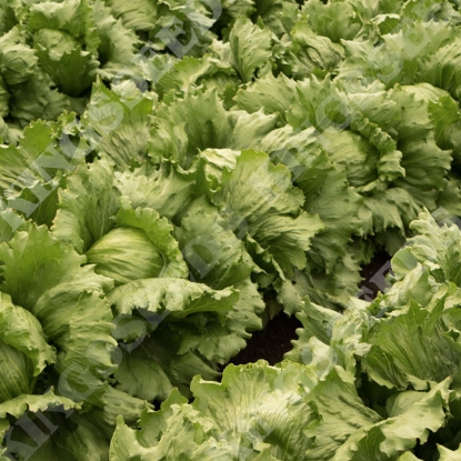 Picture of Lettuce Times (Pills)